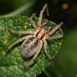 agelena_labyrinthica1 agelena_labyrinthica1