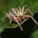 agelena_labyrinthica2 agelena_labyrinthica2
