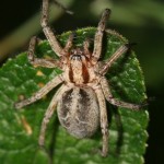 agelena_labyrinthica3 agelena_labyrinthica3