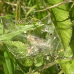 agelena_labyrinthica4 agelena_labyrinthica4