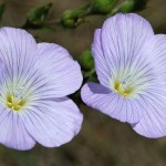 linum_hirsutum_subsp_glabrescens1