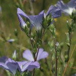 linum_hirsutum_subsp_glabrescens2