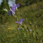 linum_hirsutum_subsp_hirsutum1