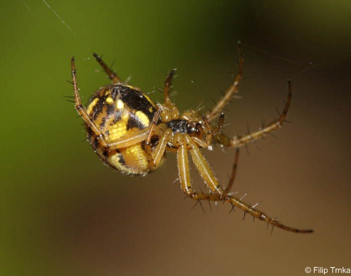 Mangora acalypha křižák luční Araneidae křižákovití Natura Bohemica