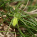 micrommata_virescens1