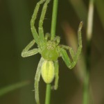 micrommata_virescens2