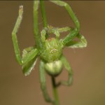 micrommata_virescens3