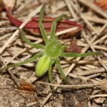 micrommata_virescens4
