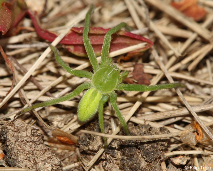Micrommata virescens maloočka smaragdová Ondřej Machač Natura
