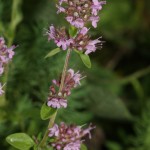 thymus_pulegioides_subsp_carniolicus1