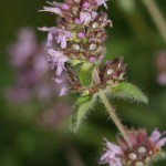 thymus_pulegioides_subsp_carniolicus2