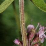 thymus_pulegioides_subsp_carniolicus3