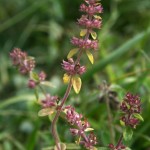 thymus_pulegioides_subsp_carniolicus4