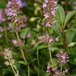 thymus_pulegioides_subsp_carniolicus5