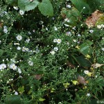 Aster lanceolatus 1