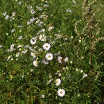 Aster lanceolatus 2