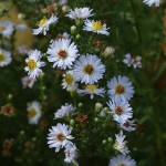 Aster lanceolatus 3