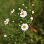 Aster lanceolatus 4