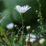 Aster lanceolatus 5