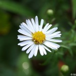 Aster lanceolatus 6