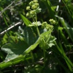 alchemilla_gruneica1