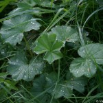 alchemilla_gruneica2