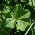 alchemilla_gruneica3