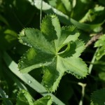 alchemilla_gruneica5