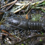 astacus_astacus1