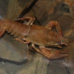 astacus_astacus2
