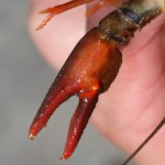 astacus_astacus4
