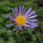 aster_alpinus1