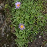 aster_alpinus2