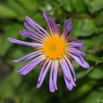 aster_alpinus3