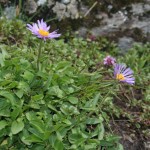 aster_alpinus4