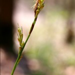 carex_digitata_2