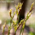 carex_digitata_3