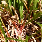 carex_digitata_4