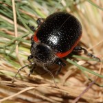 chrysolina_sanguinolenta1