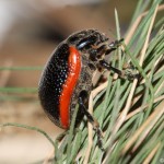 chrysolina_sanguinolenta2
