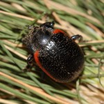 chrysolina_sanguinolenta3