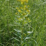 euphorbia_palustris1