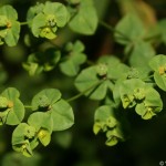 euphorbia_stricta3