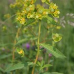 euphorbia_villosa2