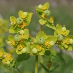 euphorbia_villosa3