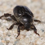 hoplia_hungarica3