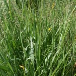 scorzonera_parviflora1