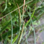 Carex_elata_1