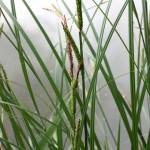 Carex_elata_2