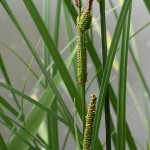 Carex_elata_3